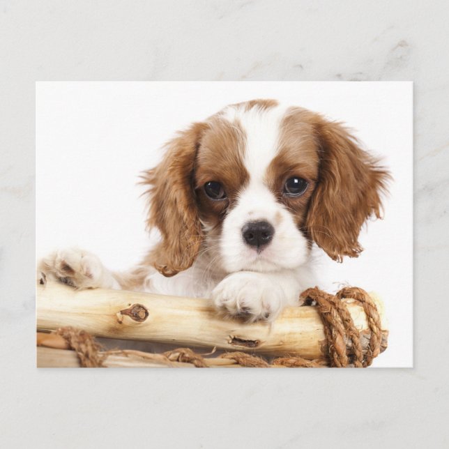 Cartão Postal Cavalier King Charles Spaniel Puppy Dog (Frente)