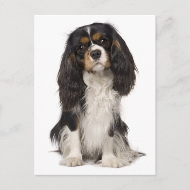 Cartão Postal Cavalier King Charles Spaniel Puppy Dog (Frente)