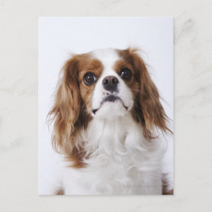 Cartão Postal Cavalier King Charles Spaniel sentado em estúdio