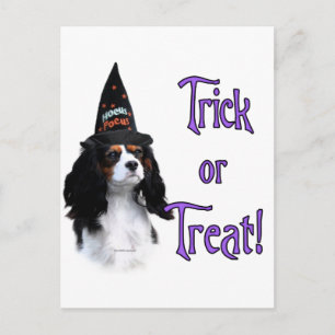 Cartão Postal Cavalier King Charles Spaniel Trick