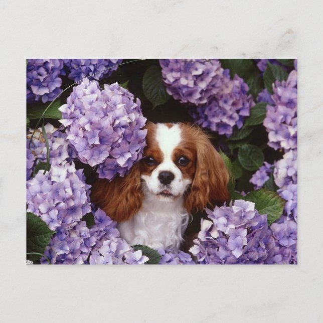Cartão Postal Cavalier King Charles Spaniel Vermelho e Branco (Frente)