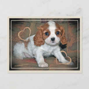Cartão Postal Cavalier King CharlesLove