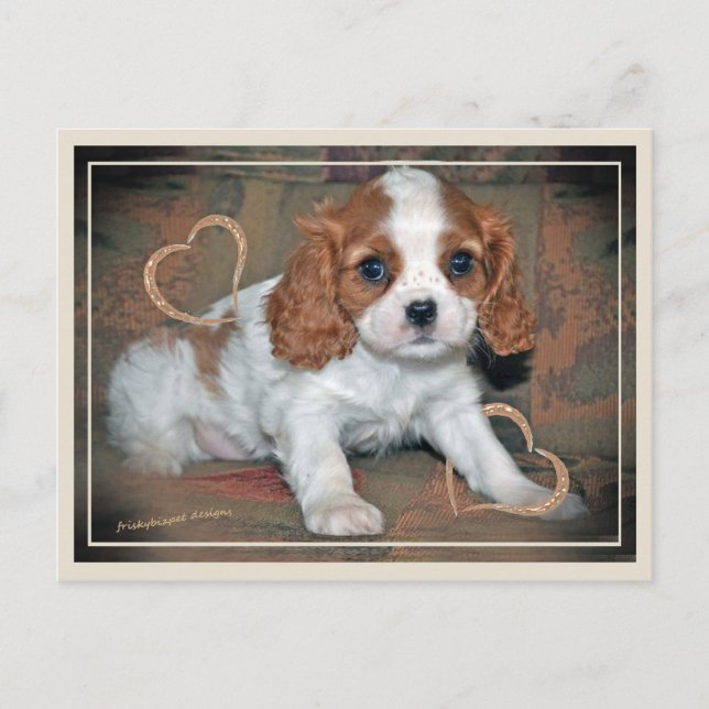 Cartão Postal Cavalier King CharlesLove (Frente)