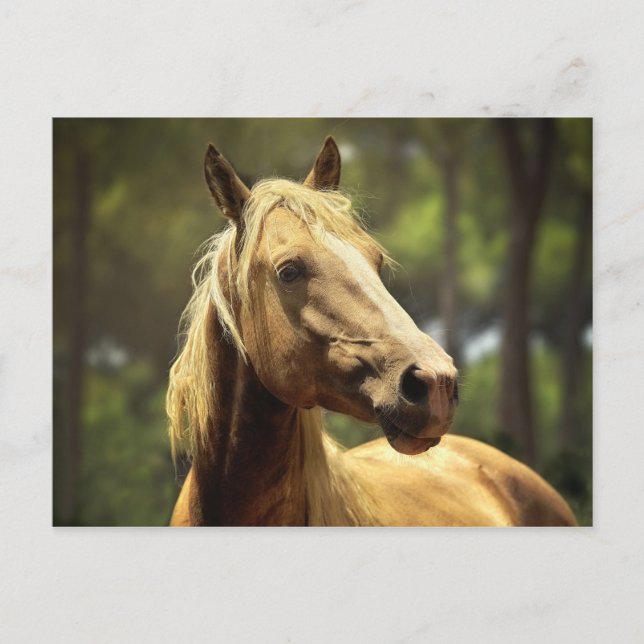 Cartão Postal cavalo (Frente)