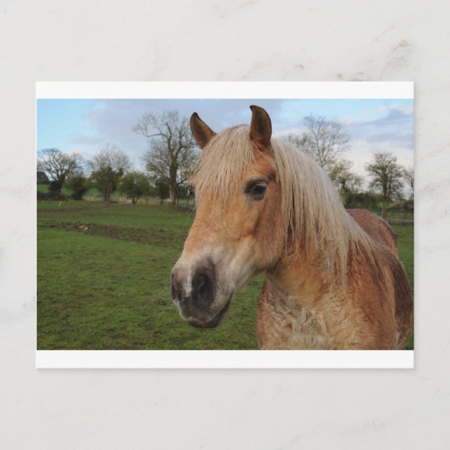 Cartão Postal Cavalo (Frente)
