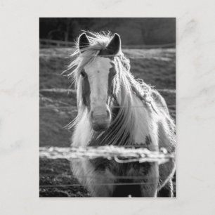 Cartão Postal Cavalo