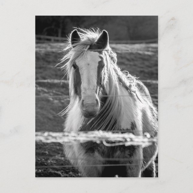 Cartão Postal Cavalo (Frente)