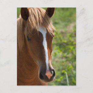 Cartão Postal Cavalo