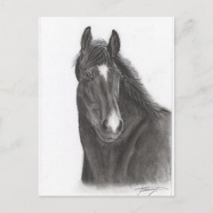Cartão Postal Cavalo