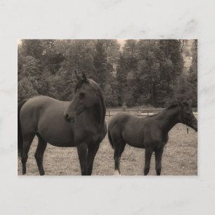 Cartão Postal cavalo