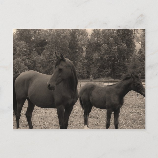 Cartão Postal cavalo (Frente)