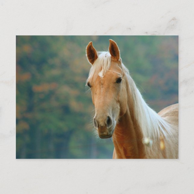 Cartão Postal Cavalo (Frente)