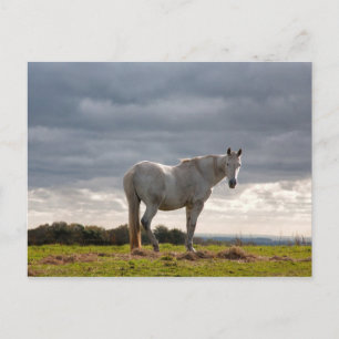 Cartão Postal Cavalo