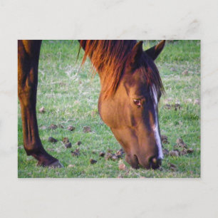 Cartão Postal Cavalo