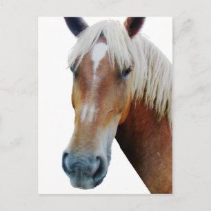 Cartão Postal Cavalo