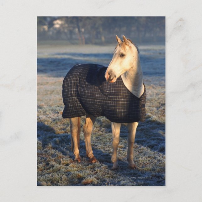 Cartão Postal cavalo (Frente)