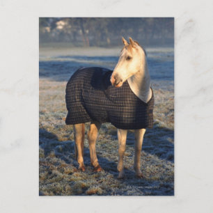 Cartão Postal cavalo