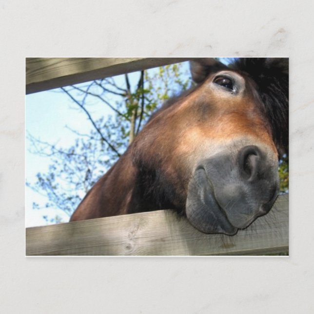 Cartão Postal Cavalo (Frente)