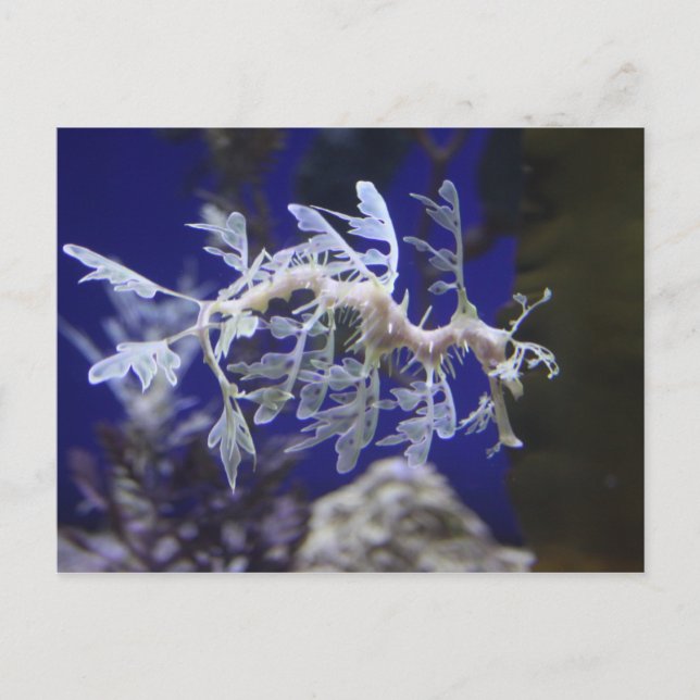 Cartão Postal Cavalo (Frente)