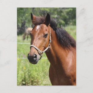 Cartão Postal Cavalo