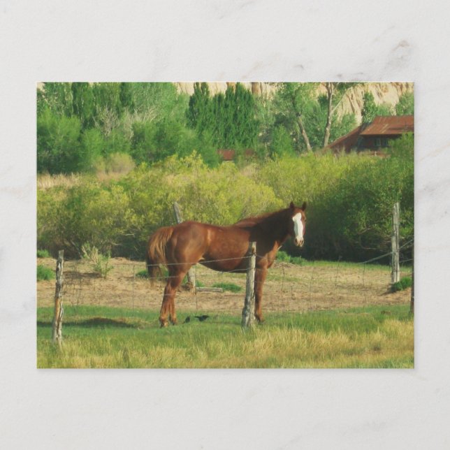 Cartão Postal Cavalo (Frente)