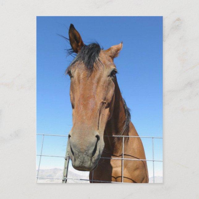 Cartão Postal Cavalo (Frente)