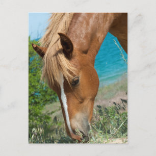 Cartão Postal Cavalo