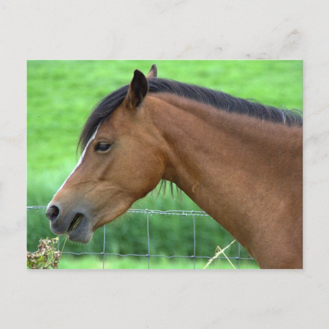 Cartão Postal Cavalo (Frente)