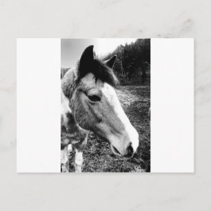 Cartão Postal Cavalo