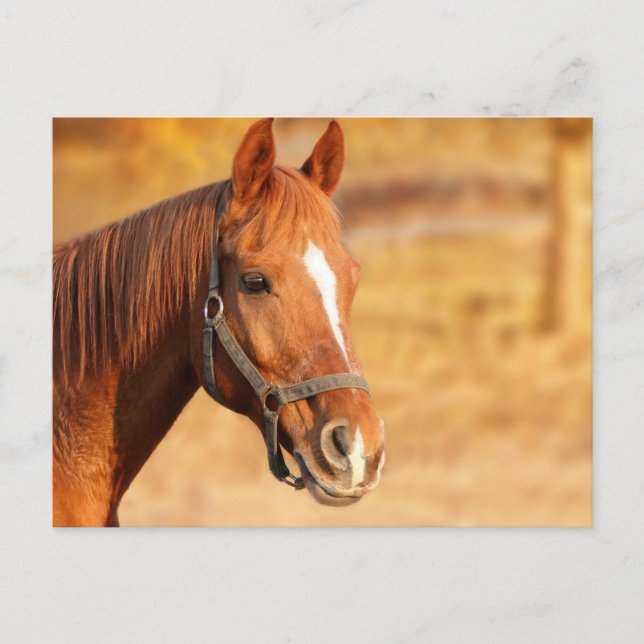 Cartão Postal Cavalo (Frente)