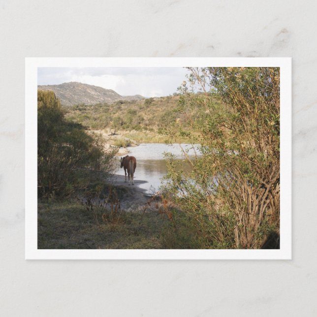 Cartão Postal cavalo (Frente)