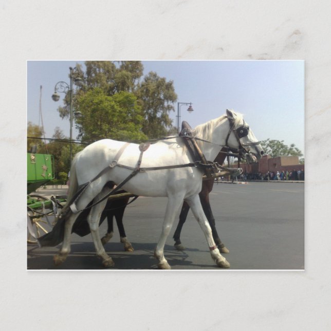 Cartão Postal Cavalo (Frente)