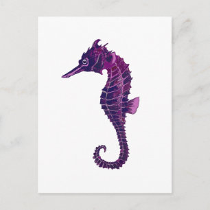 Cartão Postal Cavalo