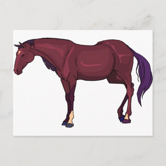 Cartão Postal cavalo (Frente)