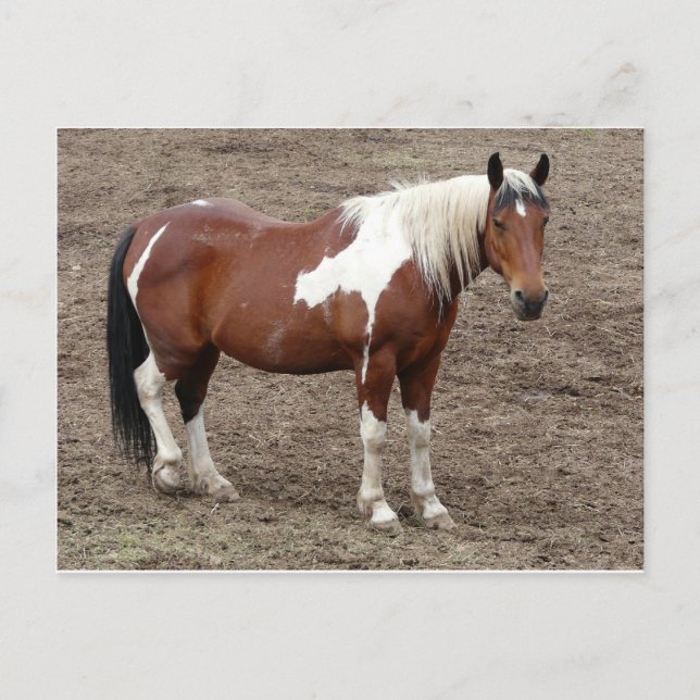 Cartão Postal cavalo (Frente)