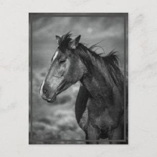 Cartão Postal cavalo