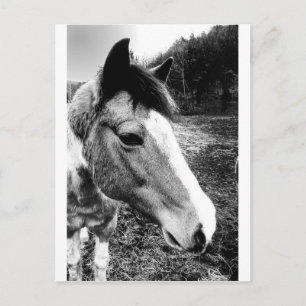 Cartão Postal Cavalo