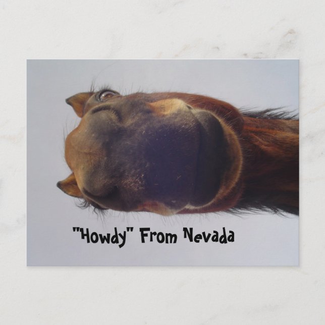 Cartão Postal Cavalo 1 (Frente)