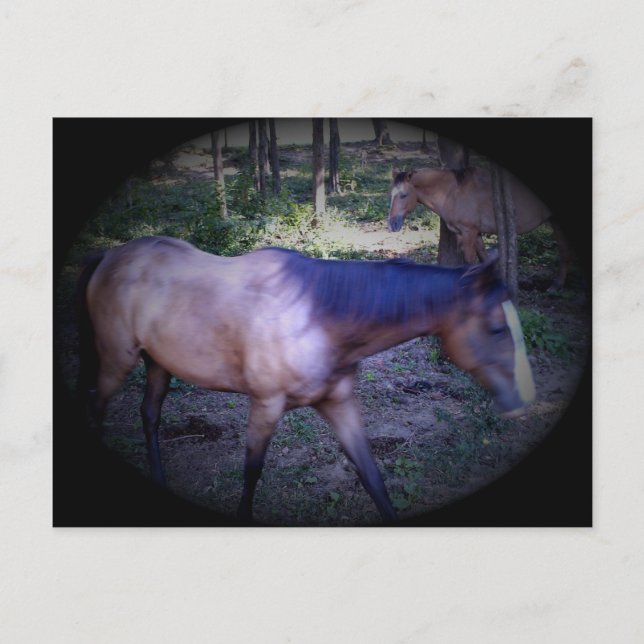 Cartão postal Cavalo 2 (Frente)