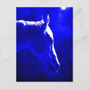 Cartão Postal Cavalo À Noite - Cavalo À Luz Da Lua