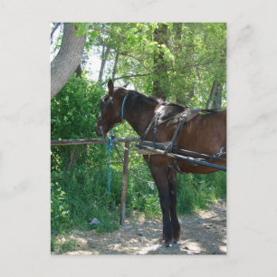 Cartão Postal Cavalo Amish Esperando Debaixo das Árvores