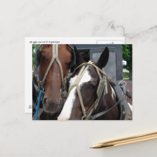 Cartão Postal Cavalo Amish Pinto Sólido Cavalos e Carruagens Ami