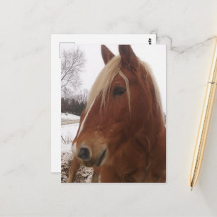 Cartão Postal Cavalo Anão Adorável em Inverno