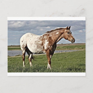 Cartão Postal Cavalo Appaloosa