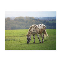 Cavalo Appaloosa