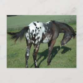 Cartão Postal Cavalo Appaloosa