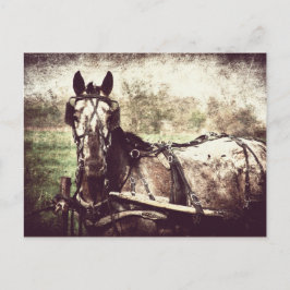 Cartão Postal Cavalo Appaloosa