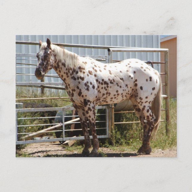 Cartão Postal Cavalo Appaloosa, castanho (Frente)