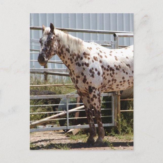 Cartão Postal Cavalo Appaloosa, castanho (Frente)