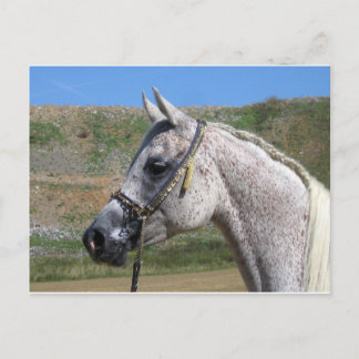 Cartão Postal Cavalo Árabe
